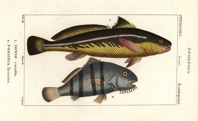 Karut-Krokodilfisch, Johnius carutta, Ionio carutta 1 und Schwarzer Trommler, Pogonias cromis, Pogonias fasciatus, Pogonia fasciato 2 von Corsi Corsi