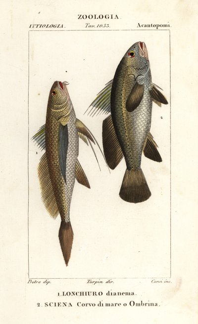 Langschwanz-Kroaker, Lonchurus lanceolatus und Maigre, Kroaker, Steinbarsch, Schattenfisch, Argyrosomus regius von Corsi Corsi