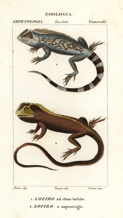 Lyreshead-Eidechse, Lyriocephalus scutatus 1 und Taucheidechse oder Mophead-Iguana, Uranoscodon superciliosus 2 von Corsi Corsi