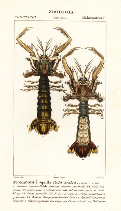 Fangschreckenkrebs, Lysiosquilla scabricauda von Corsi Corsi