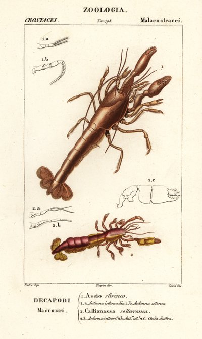 Schlammlobster und Schlammschrimp von Corsi Corsi