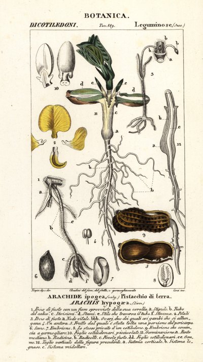 Erdnuss, Arachis hypogaea von Corsi Corsi