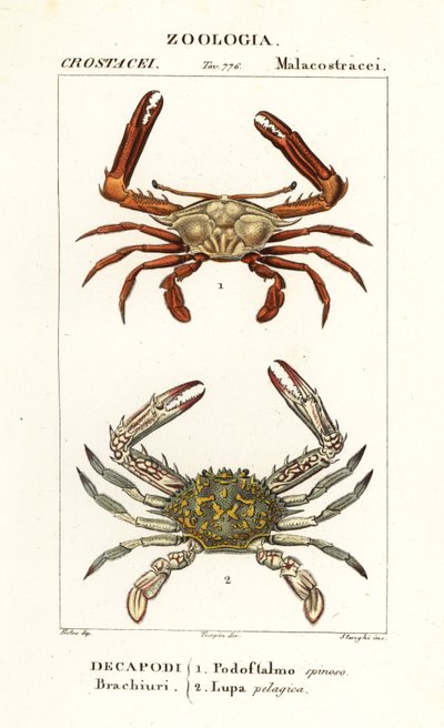 Periskopkrabbe und Blumenkrabbe von Corsi Corsi