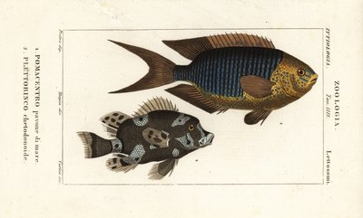 Saphirdemoiselle, Pomacentrus pavo, pavone di mare 1, und Harlekin-Süßlippe, Plectorhinchus chaetodonoides, Plettorinco chetodonoides 2 von Corsi Corsi