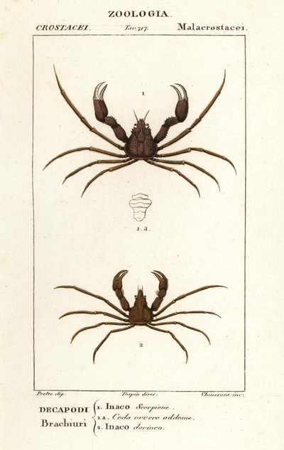 Skorpion-Spinnenkrabbe und Leach’s Spinnenkrabbe von Corsi Corsi