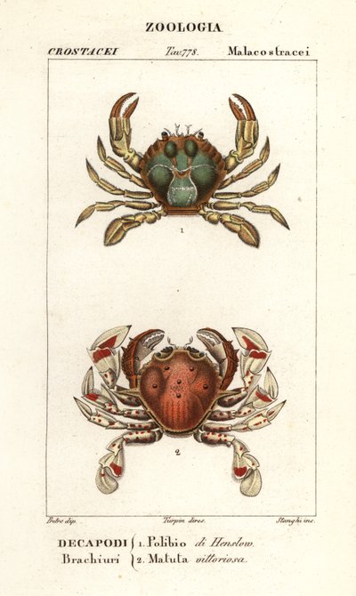 Schwimmkrabbe und Mondkrabbe von Corsi Corsi