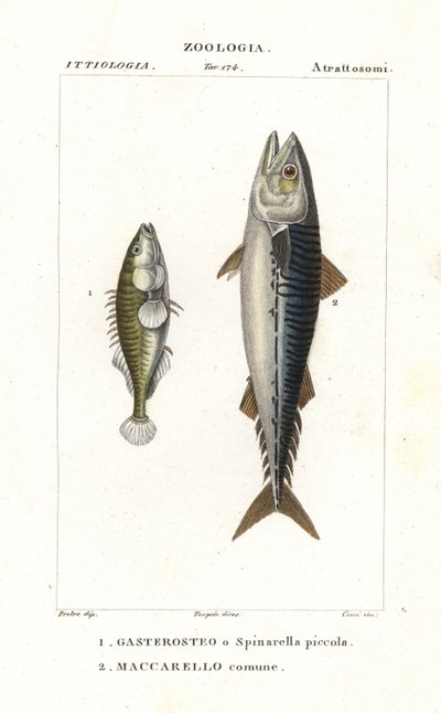 Dreistachliger Stichling und Atlantischer Makrele von Corsi Corsi