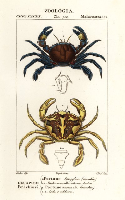 Samt-Schwimmkrabbe und Marmor-Schwimmkrabbe von Corsi Corsi