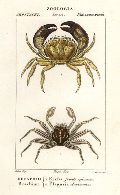 Warzige Krabbe und Flachkrabbe von Corsi Corsi