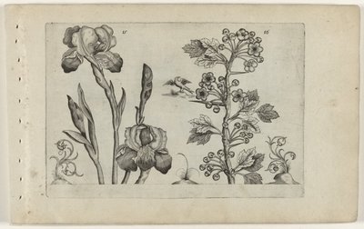 Bartiris und Korallenweißdorn von Crispijn van de Passe (I) (attributed to)