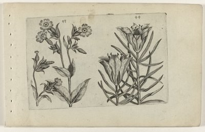 Tag-Kuckucksblume und Roggenlilie von Crispijn van de Passe (I) (attributed to)