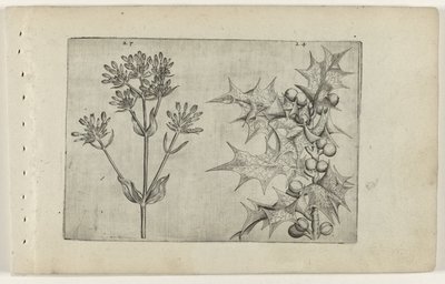 Tausendgüldenkraut(?) und Stechpalme von Crispijn van de Passe (I) (attributed to)