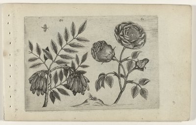 Es und Rose von Crispijn van de Passe (I) (attributed to)