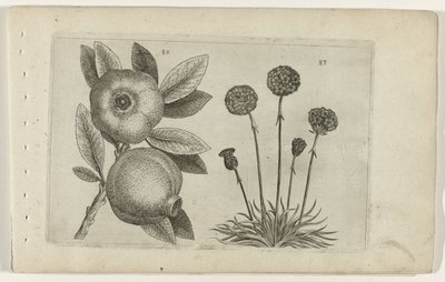 Granatapfel und Englisches Gras von Crispijn van de Passe (I) (attributed to)