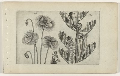 Großer Klatschmohn und Gartenbohne von Crispijn van de Passe (I) (attributed to)