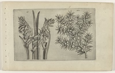Hyazinthe und Wacholder von Crispijn van de Passe (I) (attributed to)