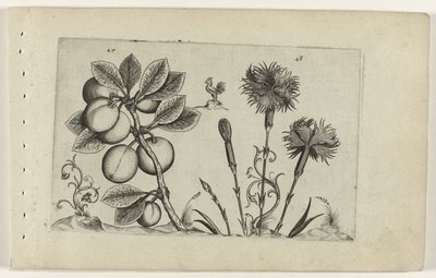 Kirschpflaume und Gartennelke (Cognoscite lilia) von Crispijn van de Passe (I) (attributed to)