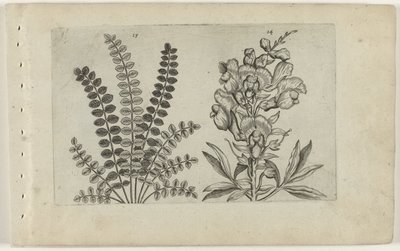 Kleine Pimpernel und große Löwenmaul von Crispijn van de Passe (I) (attributed to)