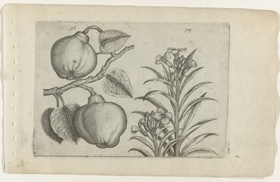 Quitte und Mauerblümchen von Crispijn van de Passe (I) (attributed to)