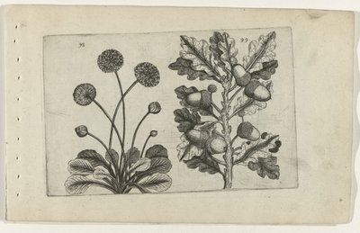 Gänseblümchen und Sommereiche von Crispijn van de Passe (I) (attributed to)