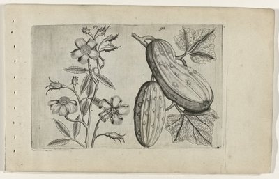 Moschusrose und Gurke Cognoscite lilia von Crispijn van de Passe (I) (attributed to)