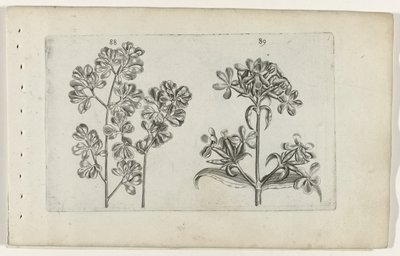 Mauerfarn und Seifenkraut von Crispijn van de Passe (I) (attributed to)