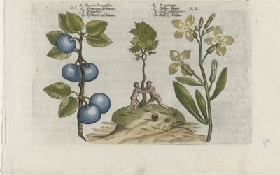 Pflaume und Mauerblume Cognoscite lilia (Serientitel) von Crispijn van de Passe (I) (attributed to)