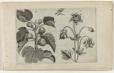 Feigenbaum und wilde Akelei Cognoscite lilia (Serientitel) von Crispijn van de Passe (I) (attributed to)
