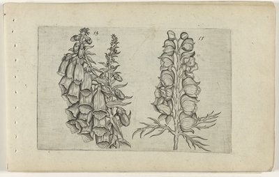 Fingerhut und blauer Eisenhut von Crispijn van de Passe (I) (attributed to)
