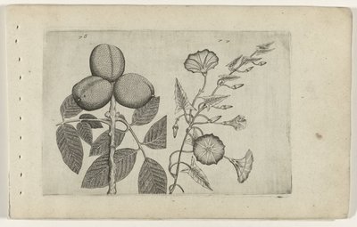 Walnussbaum und Ackerwinde Cognoscite lilia (Serientitel) von Crispijn van de Passe (I) (attributed to)