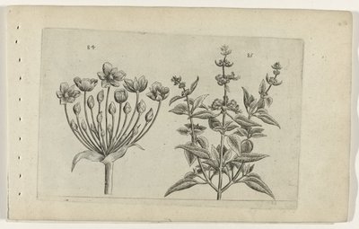 Schwanenblume und kleinblütiger Salbei Cognoscite lilia (Serientitel) von Crispijn van de Passe (I) (attributed to)