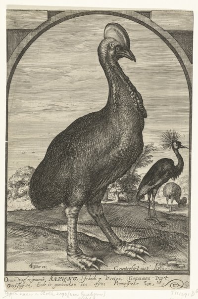 Kasuar, mitgebracht von Willem Jacobsz. aus Ostindien und Prinz Maurits geschenkt, 1614 von Crispijn van den Queborn (attributed to)