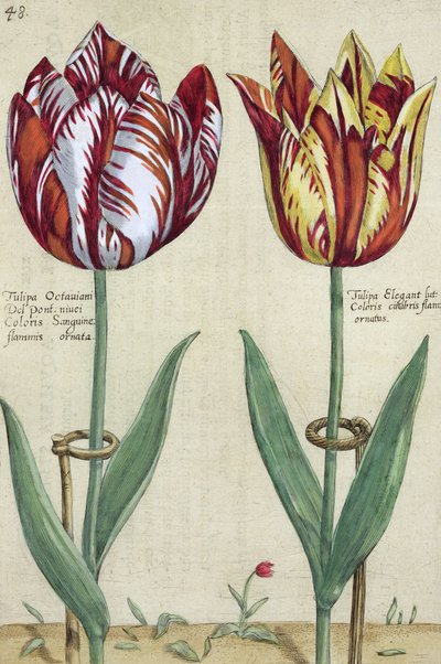 Tulipa Octaviani del pont und Tulipa Elegant, aus 