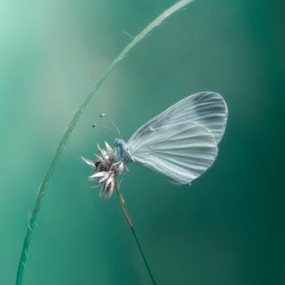 Zarter Weißer Schmetterling von Cristiano Giani