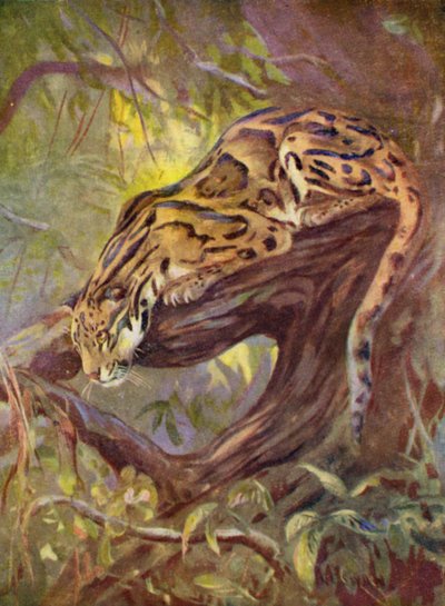 Im Zoo: Nebelparder von Cuthbert Edmund Swan