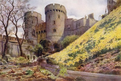 Narzissen am Hügel unterhalb des Rundturms, Windsor Castle von Cyril Ward