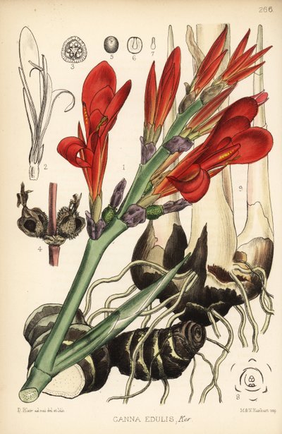 Indisches Rohr, Achira oder Meeru, Canna indica (Canna edulis). Handkolorierte Lithographie von Hanhart nach einer botanischen Illustration von David Blair aus Robert Bentley und Henry Trimen