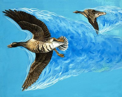 Turbulenzen verursacht durch fliegende Vögel von D. Makele.