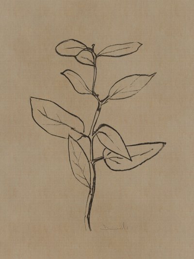 Eukalyptus Setzling von Dan Hobday