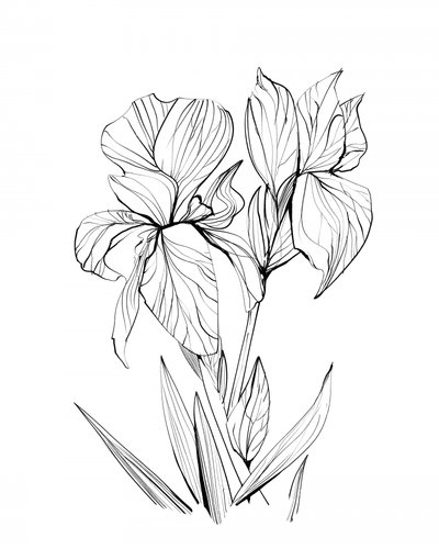 Iris von Dan Hobday
