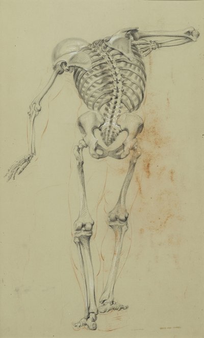 Skelettstudie, ca. 1848 von Daniel Huntington