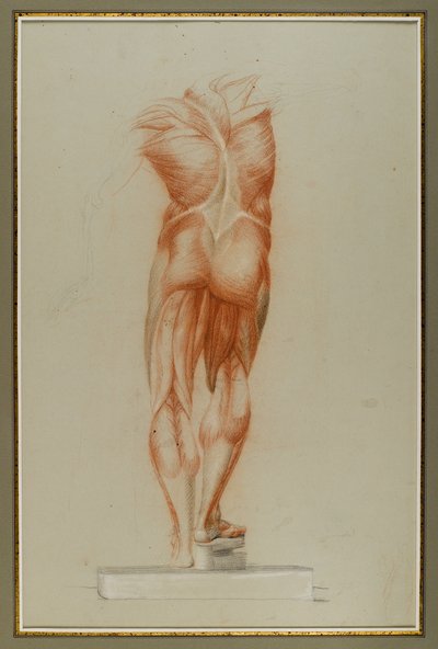 Écorché (Figurenstudie der Muskulatur), ca. 1848 von Daniel Huntington