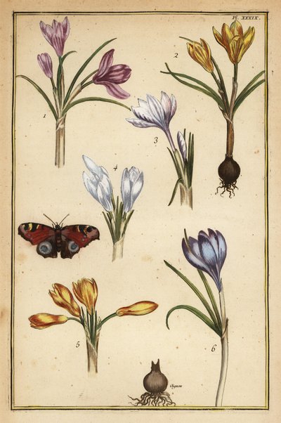 Frühlings-Krokus, Crocus vernus, und Tagpfauenauge, Aglais io von Daniel Rabel