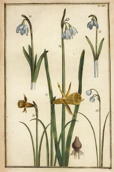 Wilde Narzisse, Narcissus pseudonarcissus, und Schneeglöckchen, Galanthus nivalis von Daniel Rabel