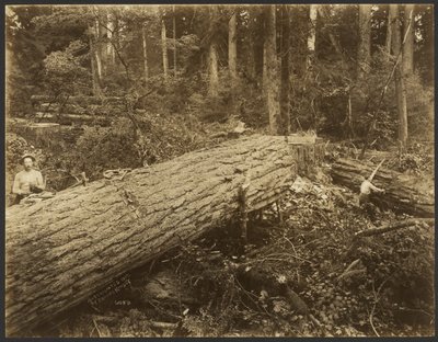 Holzfällerszene von Darius Kinsey