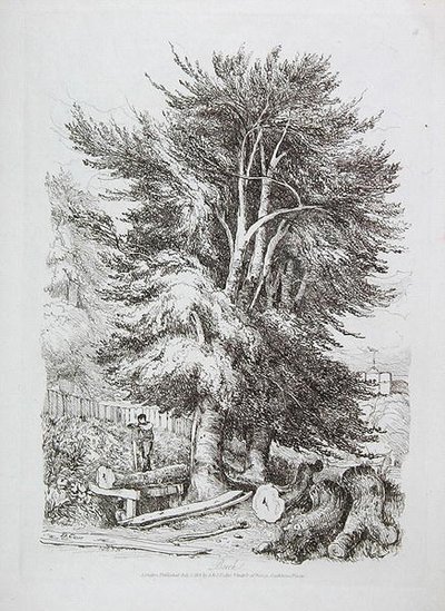 Buche Nr. 18, Illustration aus Progressive Lessons on Landscape for Young Beginners, 1816 (Weichgrundradierung) von David Cox