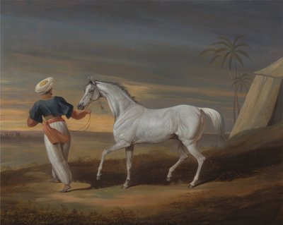 Signal, ein grauer Araber, mit einem Stallburschen in der Wüste von David Dalby of York