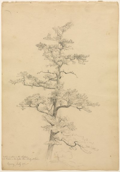 Kiefer, Conway, New Hampshire, ca. 1851 von David Johnson