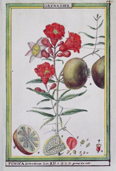Granatapfelbaum, aus Florindie ou Historie physico-economique des vegetaux de la Torride, 1789 von Delahaye