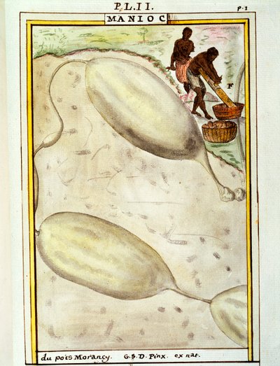 Maniok (Manihot esculenta), Aquarell von Delahaye von Delahaye Delahaye
